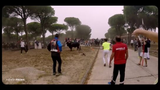La ag&oacute;nica muerte de Rompesuelas, el &uacute;ltimo Toro de la Vega asesinado antes de su prohibici&oacute;n