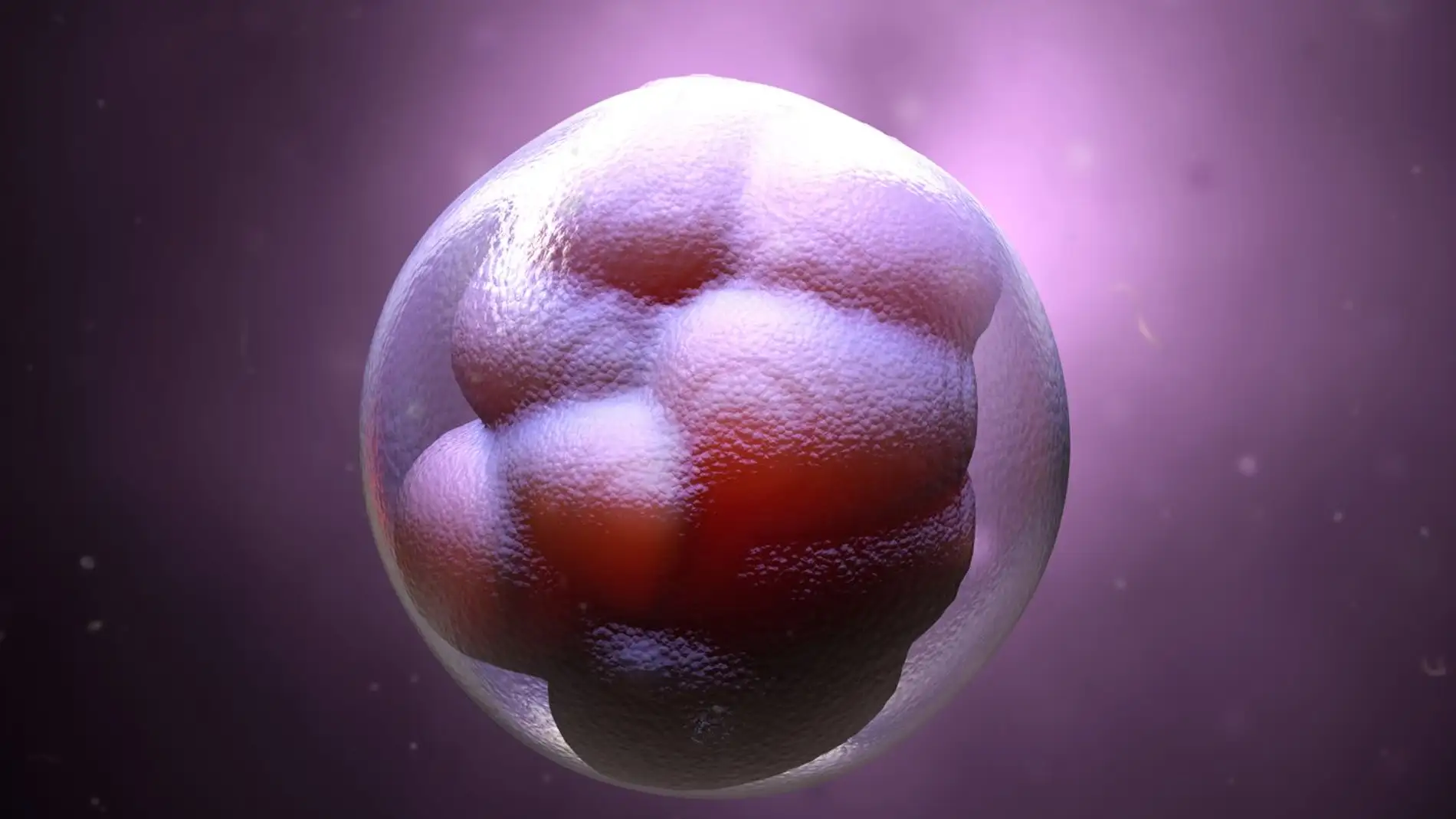 Embrión en etapas iniciales de desarrollo