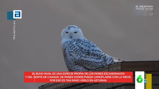 buho buho