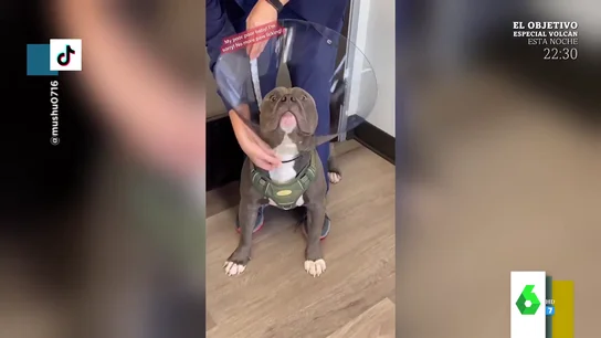 perro perro