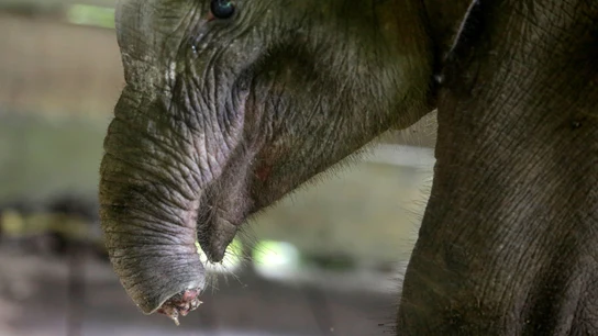 Imagen del elefante con la trompa amputada Imagen del elefante con la trompa amputada
