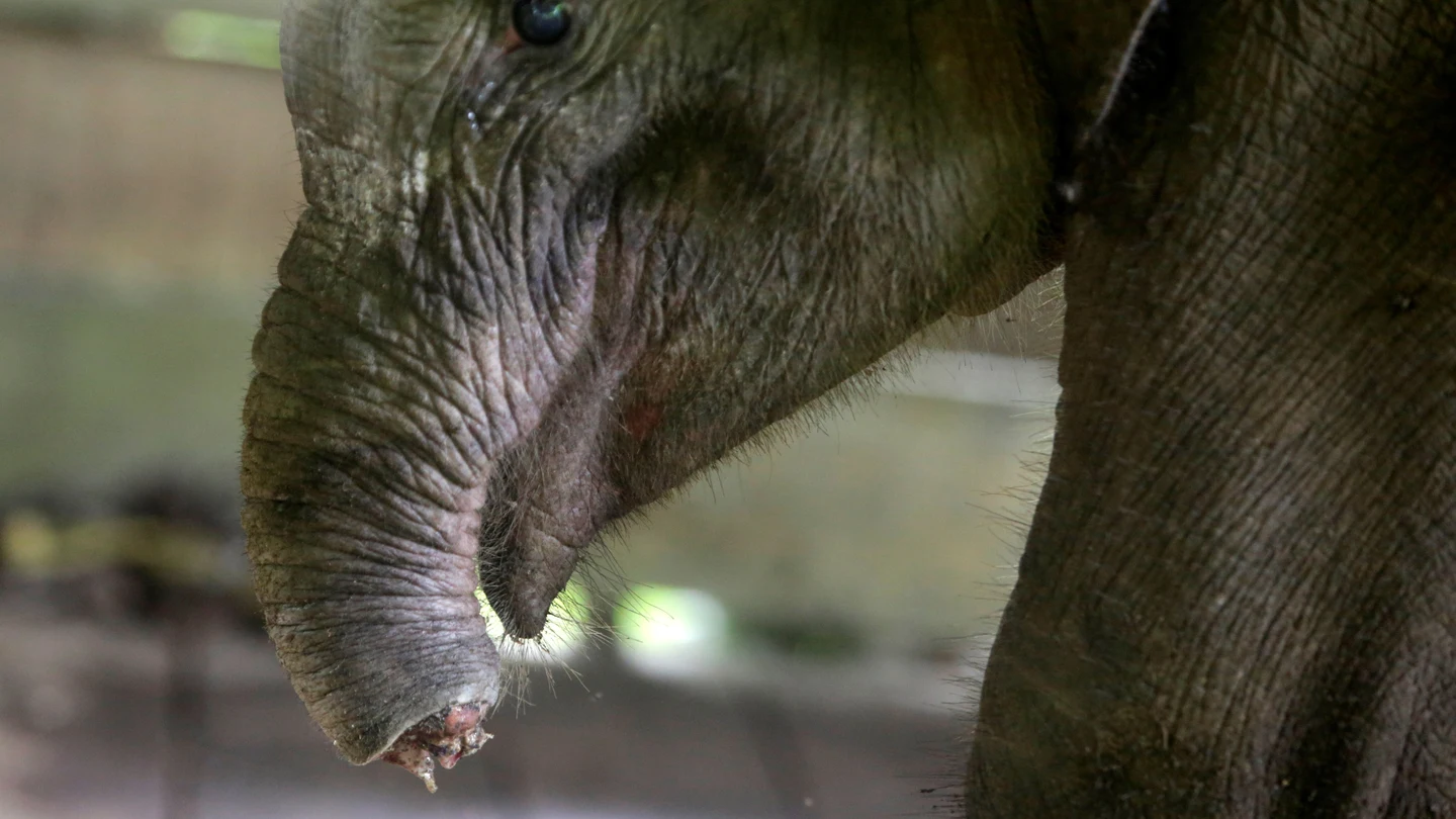 Imagen del elefante con la trompa amputada Imagen del elefante con la trompa amputada
