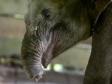 Imagen del elefante con la trompa amputada