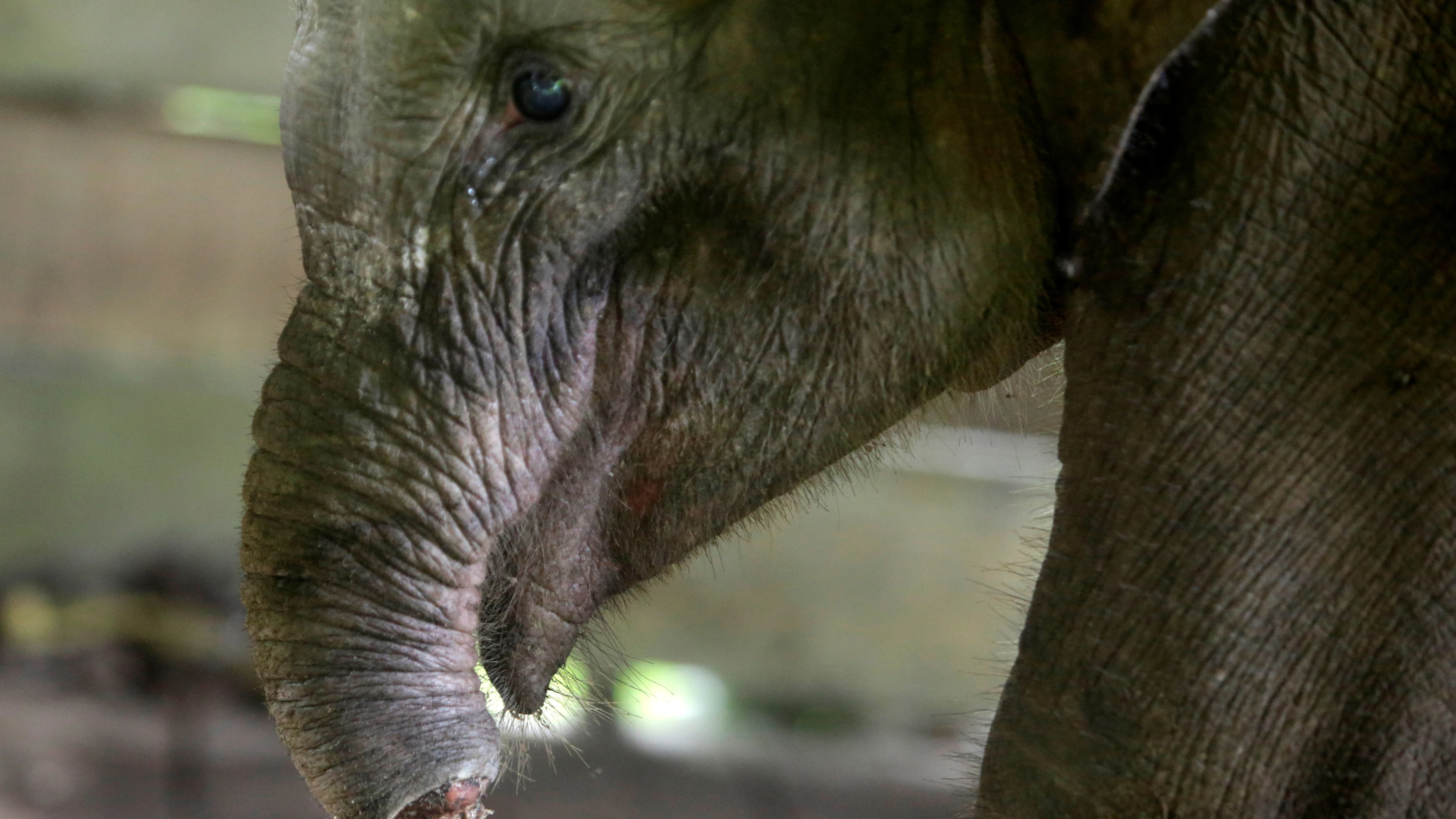 Imagen del elefante con la trompa amputada