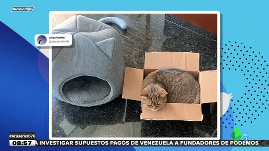 gatos gatos