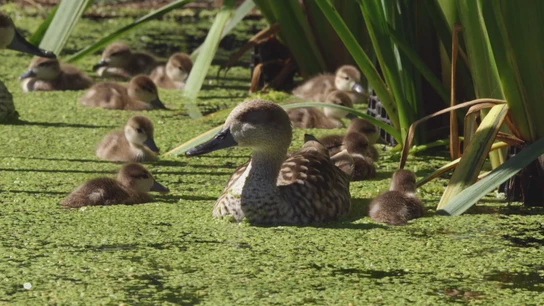 Al rescate del pato más amenazado en Europa: este es el plan español para salvar a la cerceta pardilla Al rescate del pato más amenazado en Europa: este es el plan español para salvar a la cerceta pardilla
