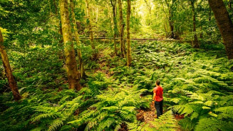 Bosque de los Tilos
