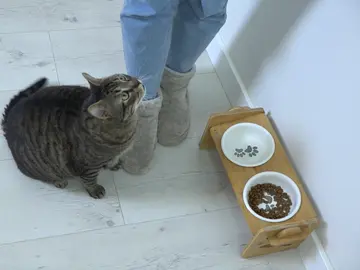 Gato con cuenco medio vacío Gato con cuenco medio vacío