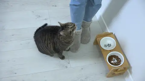 Gato con cuenco medio vacío Gato con cuenco medio vacío