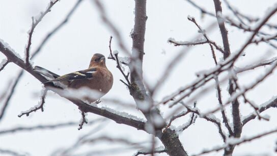 El temporal invernal empieza a remitir aunque a&uacute;n se esperan fuertes lluvias y nevadas