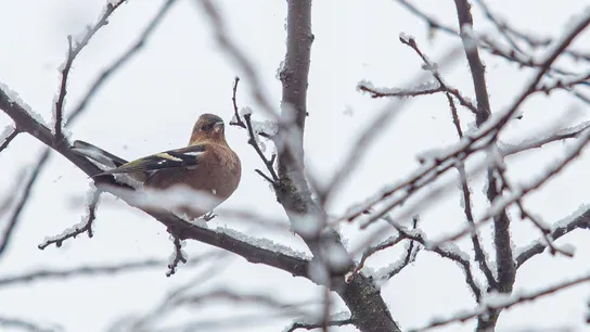 El temporal invernal empieza a remitir aunque aún se esperan fuertes lluvias y nevadas El temporal invernal empieza a remitir aunque aún se esperan fuertes lluvias y nevadas