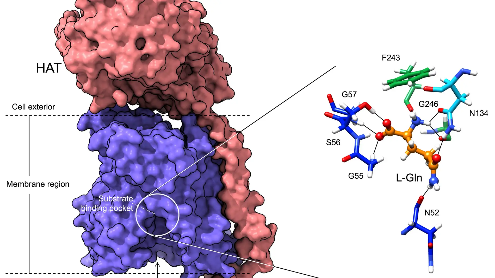 Estructura de la proteína