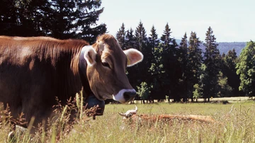 Vacas con cuya leche se elabora el queso Tête de Moine AOP en Suiza