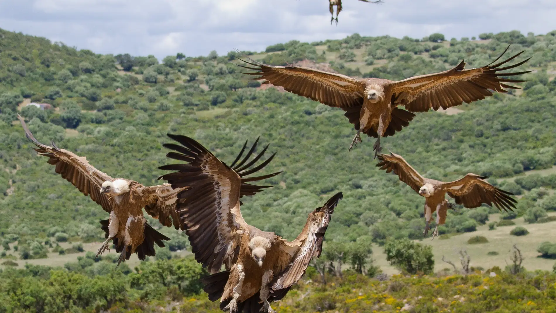 Buitres leonados