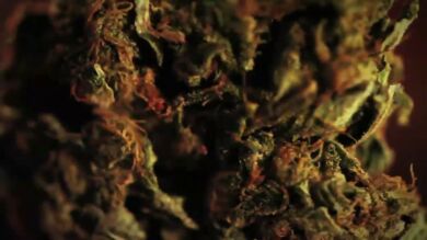 El negocio del cannabis: la que se puede liar