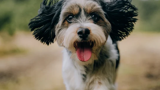 Perros que no dan alergia Perros que no dan alergia