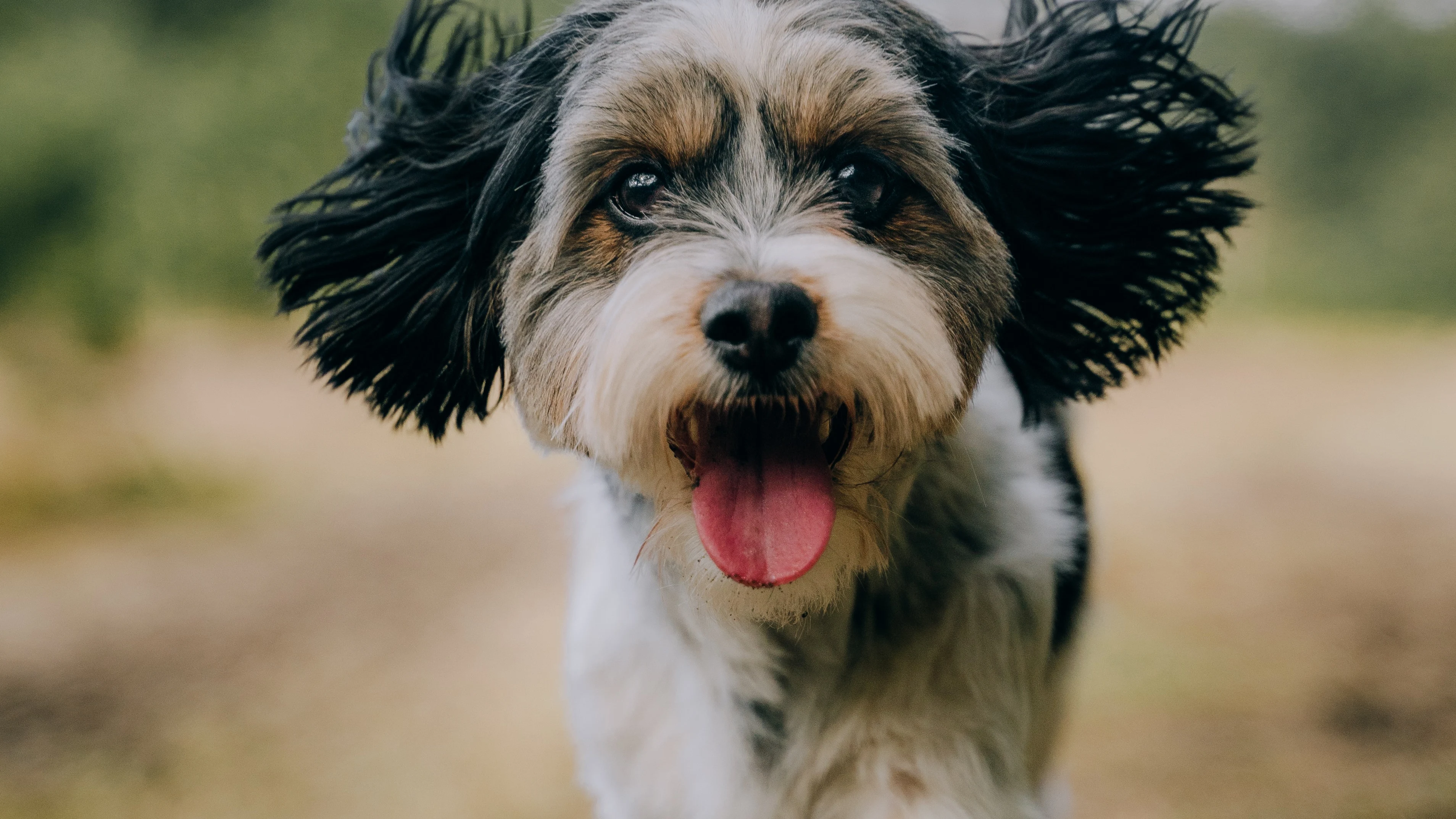 Perros que no dan alergia