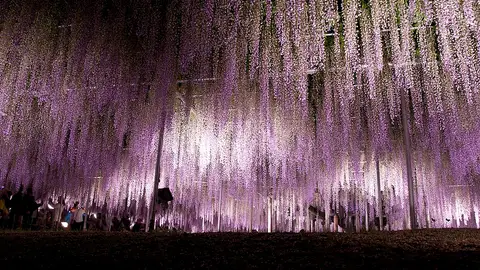 Ashikaga Park Ashikaga Park