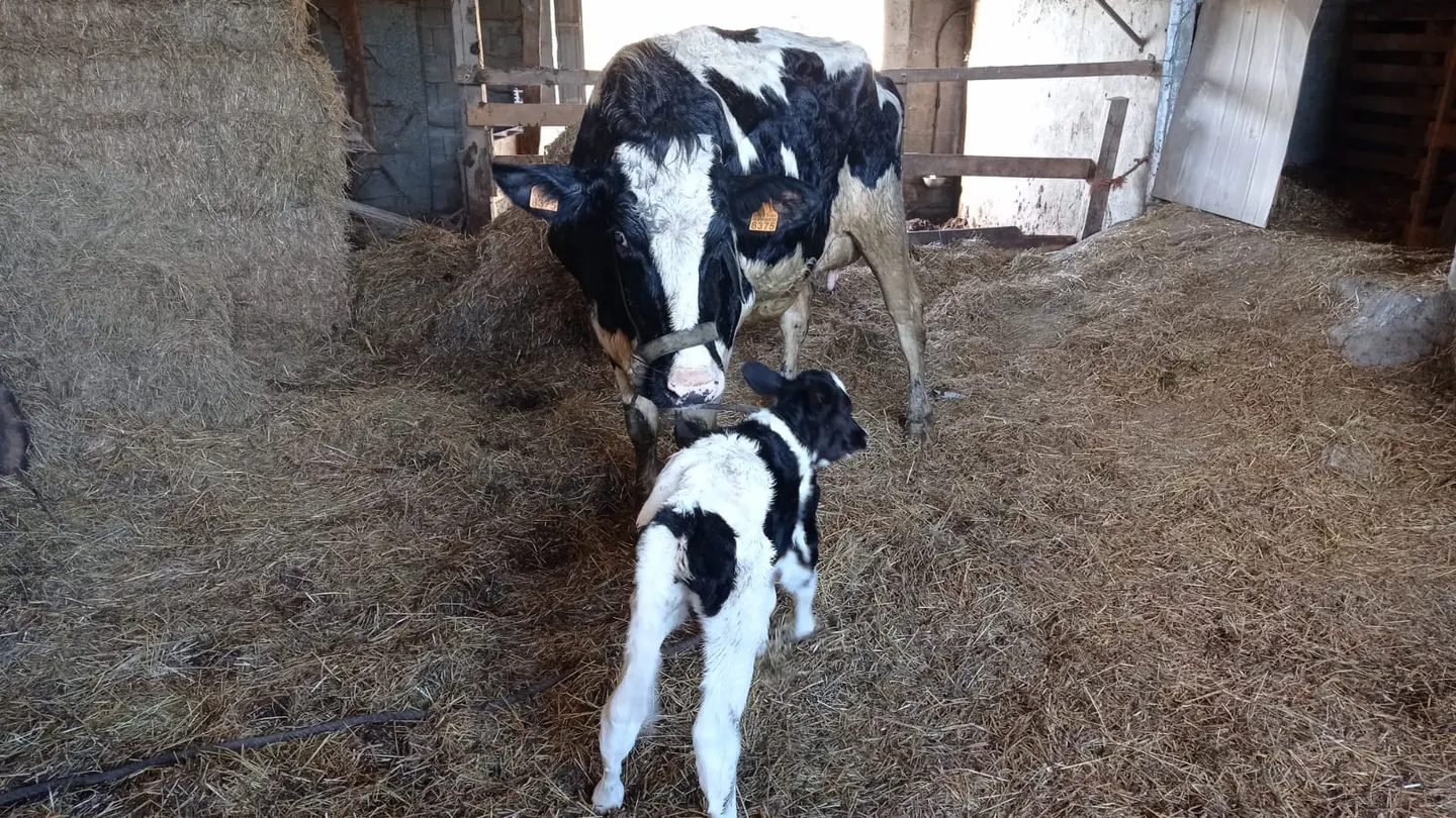 La vaca Lola y su cría Milagritos La vaca Lola y su cría Milagritos