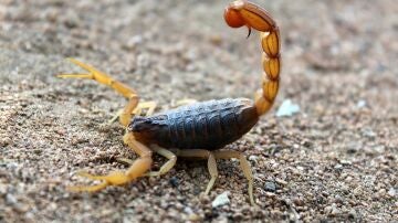 Los escorpiones siembran el p&aacute;nico en la ciudad de Asuan