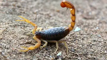 Los escorpiones siembran el pánico en la ciudad de Asuan Los escorpiones siembran el pánico en la ciudad de Asuan