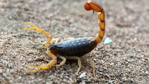 Los escorpiones siembran el pánico en la ciudad de Asuan Los escorpiones siembran el pánico en la ciudad de Asuan