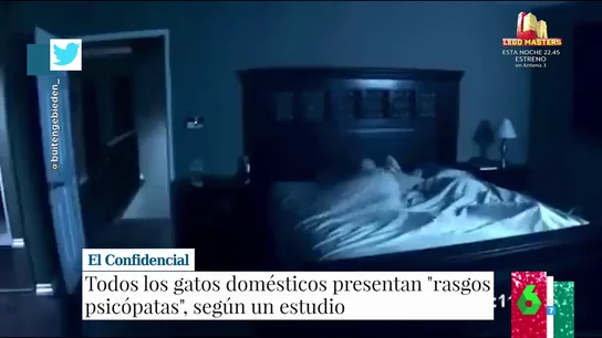 Cuidado con tu gato: todos los felinos domésticos presentan "rasgos psicópatas", según un estudio Cuidado con tu gato: todos los felinos domésticos presentan "rasgos psicópatas", según un estudio