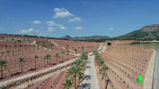 El negocio del aguacate, o cómo aspirar a recuperar la inversión de un millón de euros en cinco años El negocio del aguacate, o cómo aspirar a recuperar la inversión de un millón de euros en cinco años