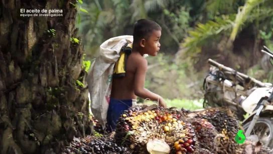 Explotación infantil en la producción de aceite de palma en Indonesia, la realidad de un negocio de casi 25.000 millones de euros Explotación infantil en la producción de aceite de palma en Indonesia, la realidad de un negocio de casi 25.000 millones de euros