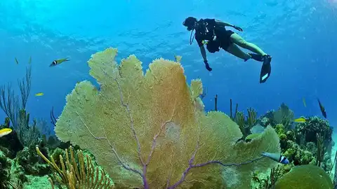 Buceo Buceo