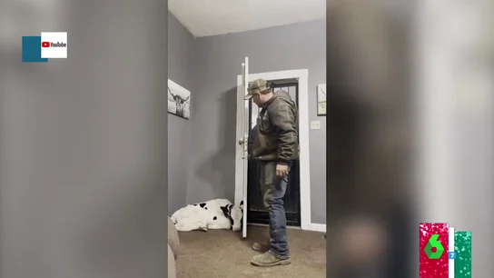 La reacción de un hombre al descubrir que su pareja ha adoptado una vaca La reacción de un hombre al descubrir que su pareja ha adoptado una vaca