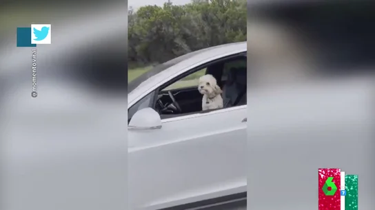 Un perro 'al volante': la desconcertante imagen de un coche autónomo en plena carretera Un perro 'al volante': la desconcertante imagen de un coche autónomo en plena carretera