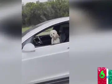  Un perro &#39;al volante&#39;: la desconcertante imagen de un coche autónomo en plena carretera
