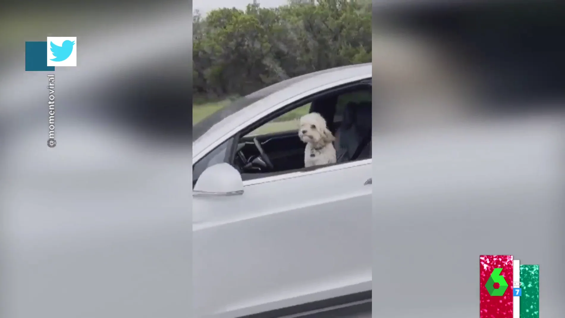  Un perro 'al volante': la desconcertante imagen de un coche autónomo en plena carretera
