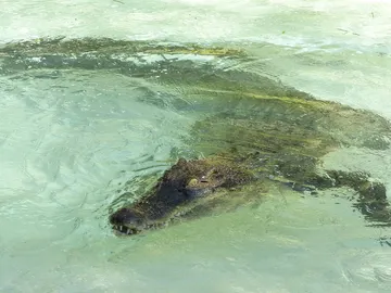 Cocodrilo de agua salada Cocodrilo de agua salada