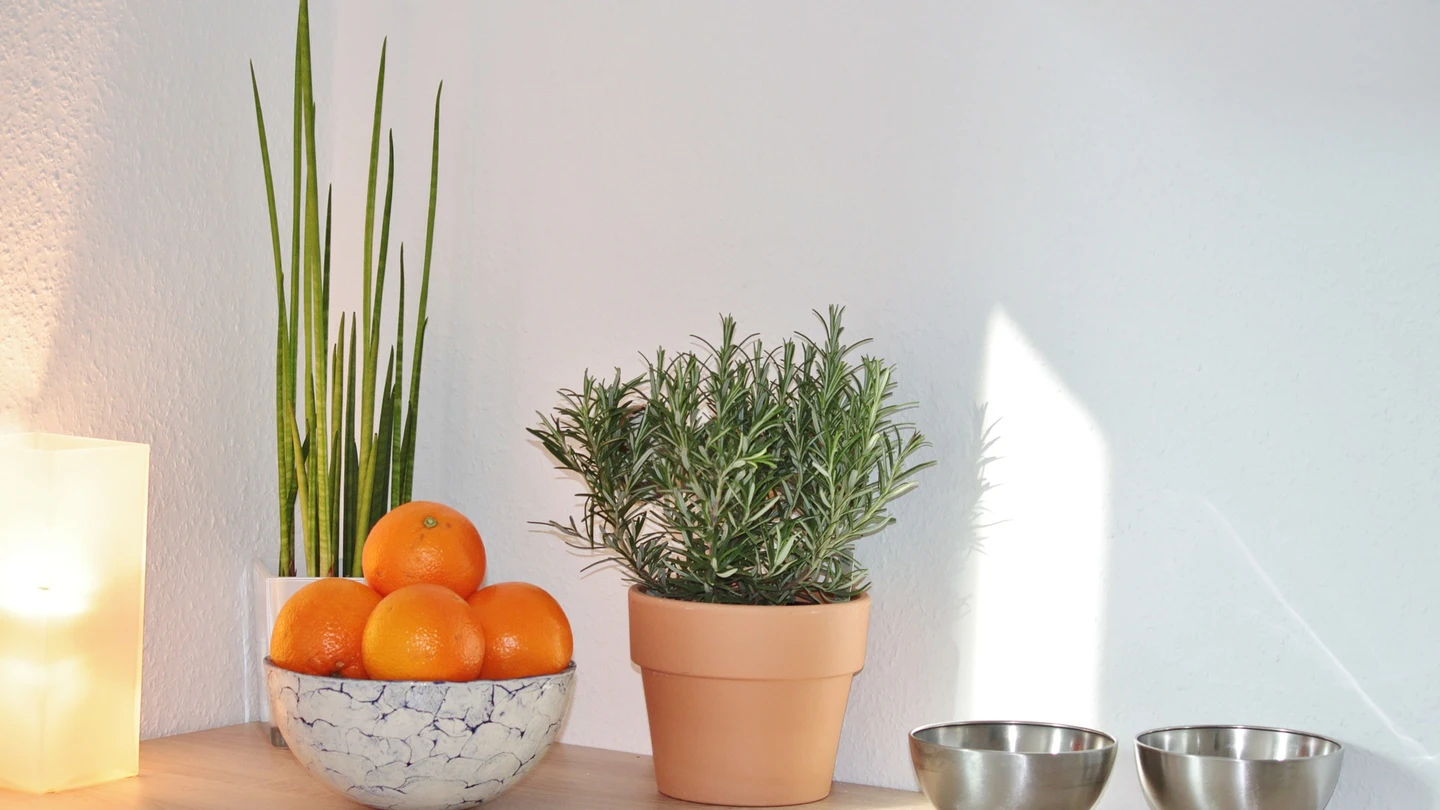 Qué plantas huelen mejor Qué plantas huelen mejor
