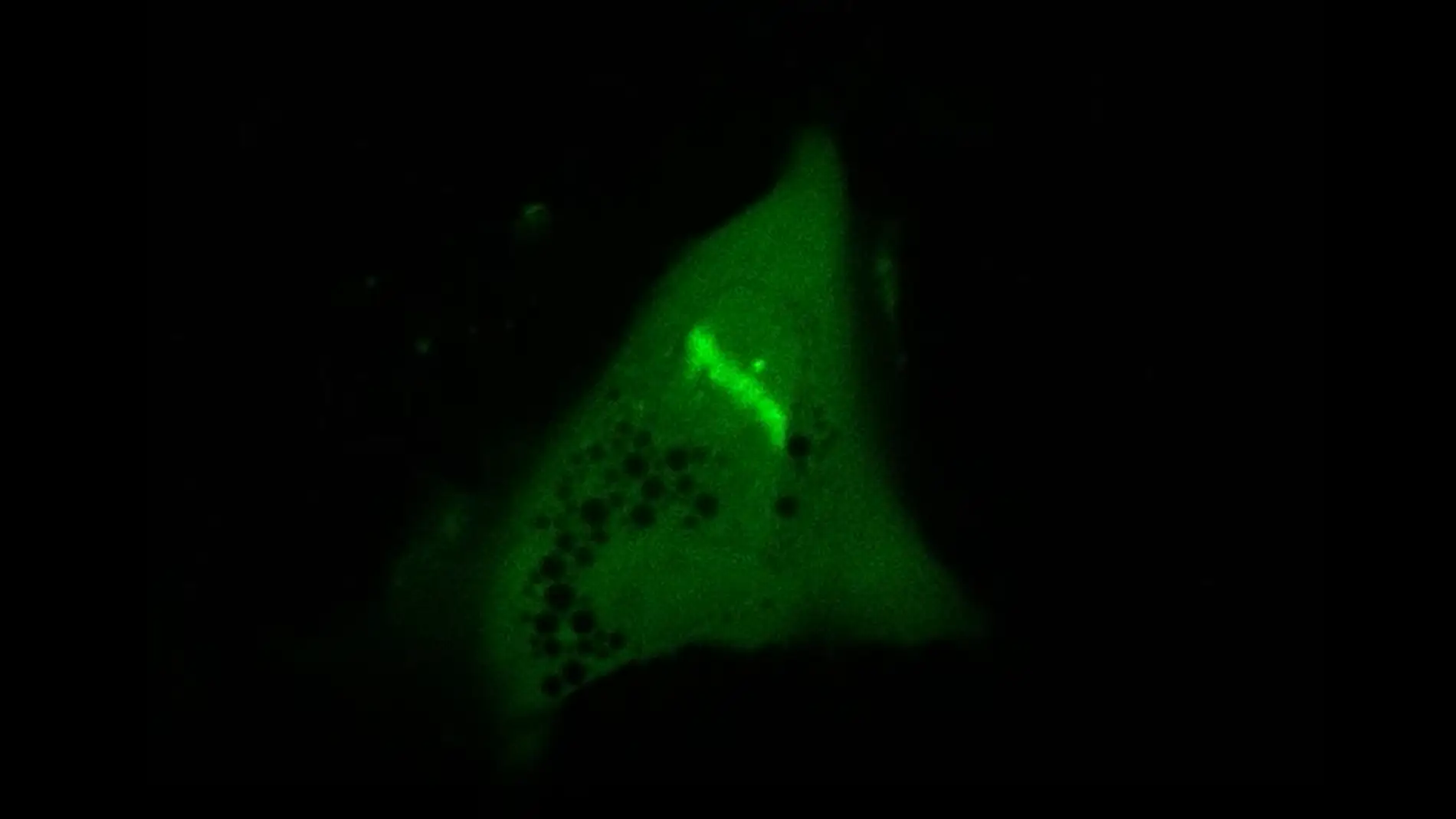 Una de las proteínas descubiertas en este trabajo (RNF166) se dirige a las roturas de ADN