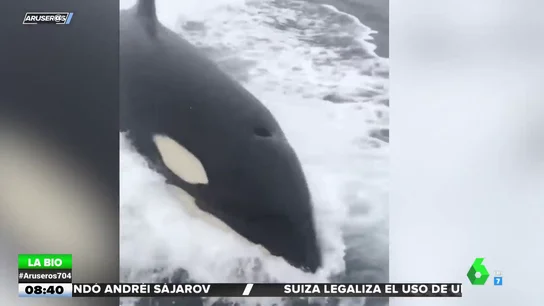Orca Orca