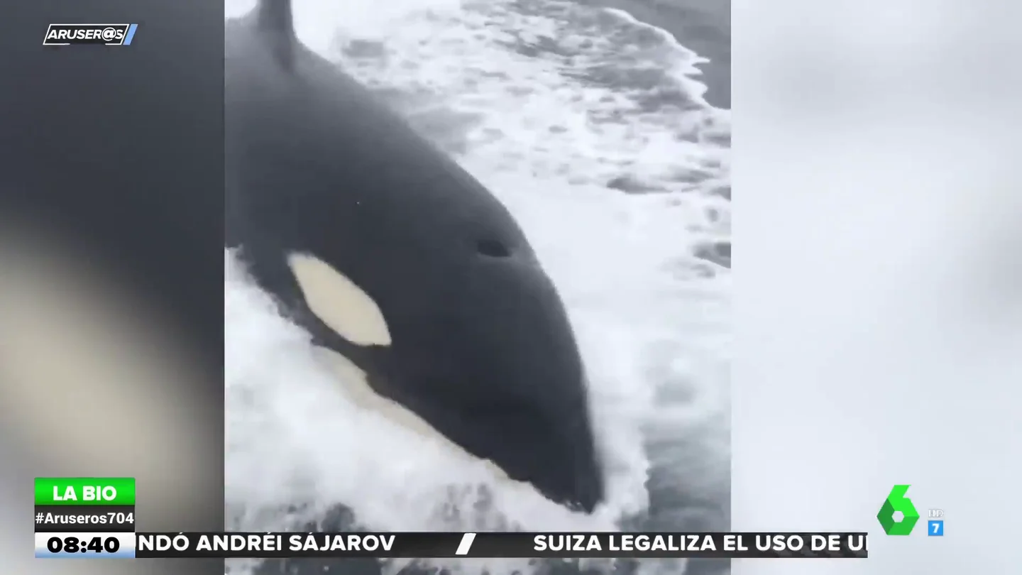 Orca Orca