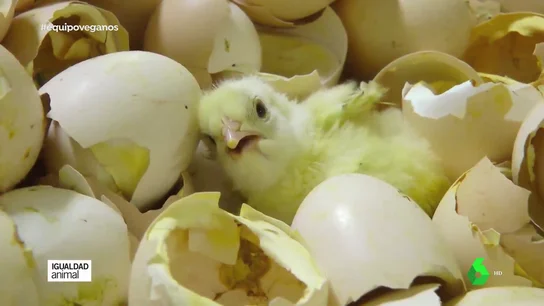 Imagen de un pollito Imagen de un pollito