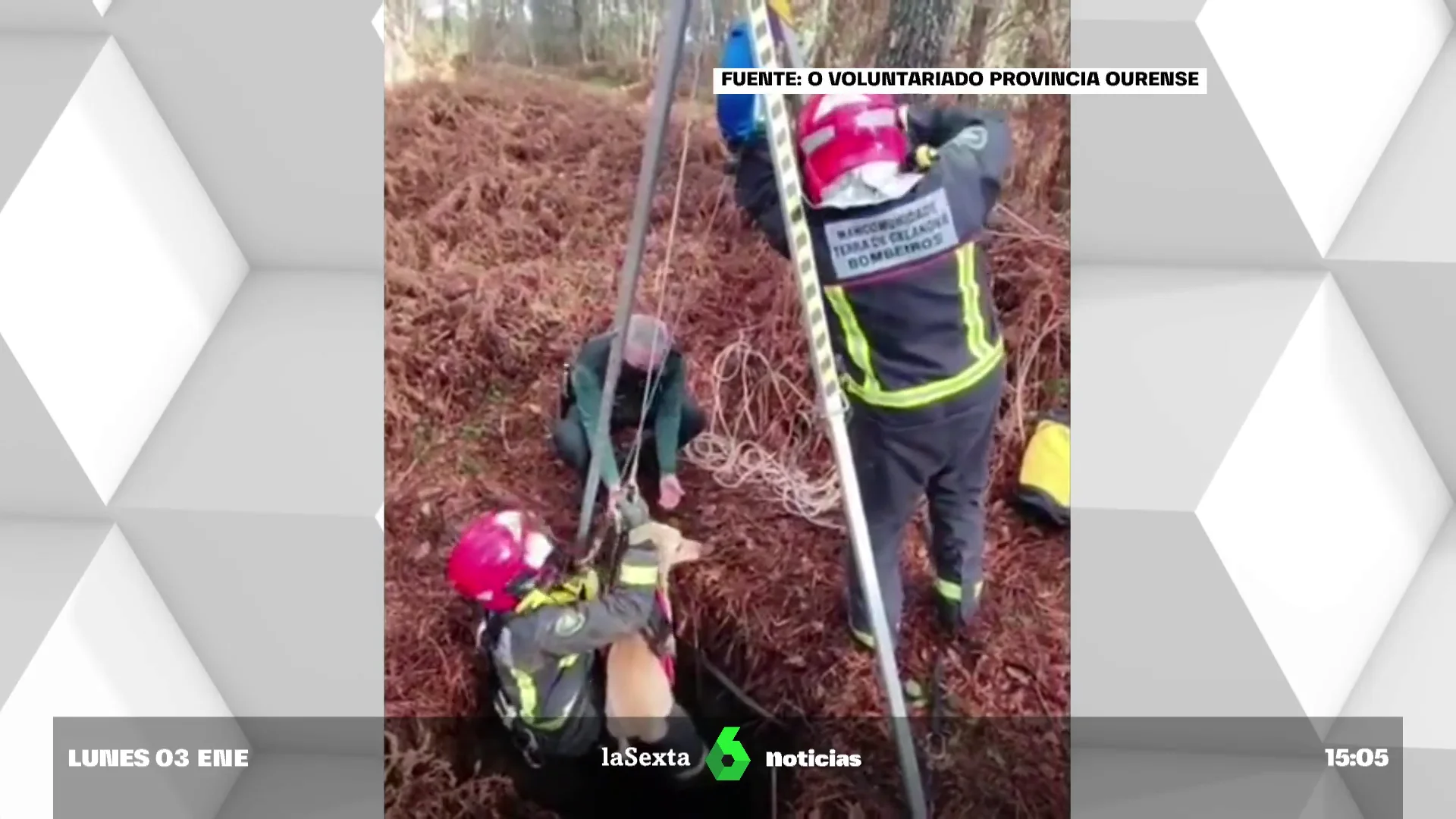 rescate canino vídeo