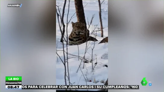 LEOPARDO LEOPARDO