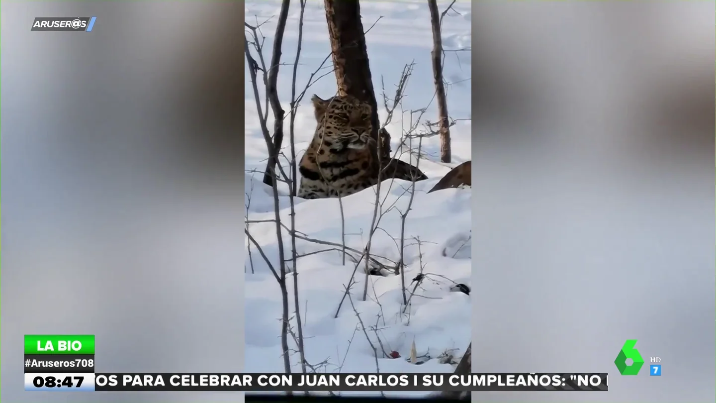 LEOPARDO LEOPARDO