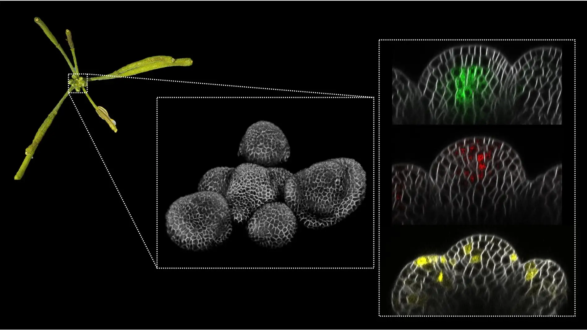Determinan los mecanismos que producen la menopausia en plantas