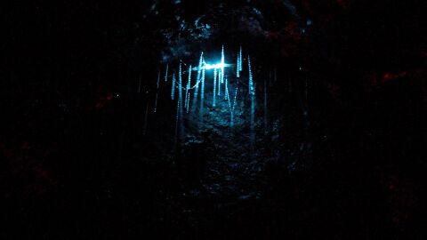 Cuevas Waitomo