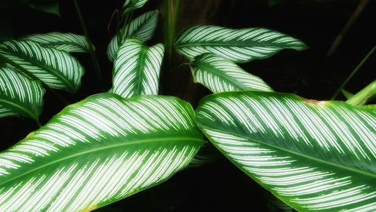 Qué plantas absorben la humedad Qué plantas absorben la humedad