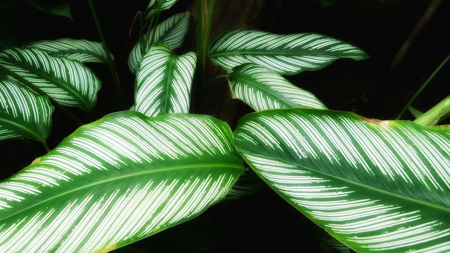 Qué plantas absorben la humedad Qué plantas absorben la humedad