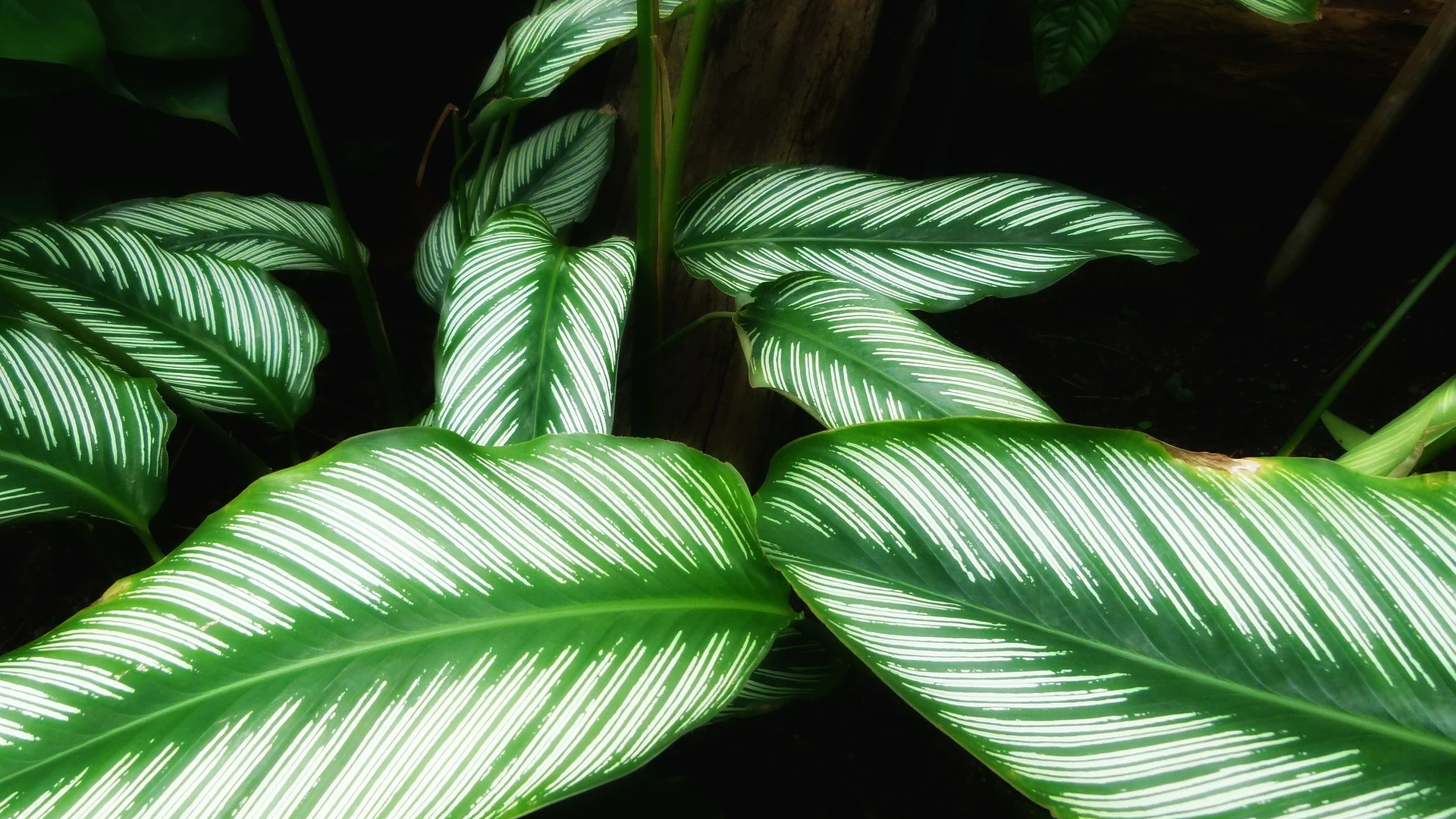 Qué plantas absorben la humedad