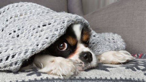 Perro asustado