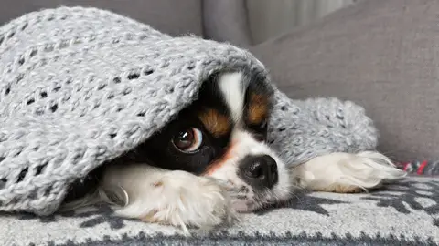 Perro asustado Perro asustado